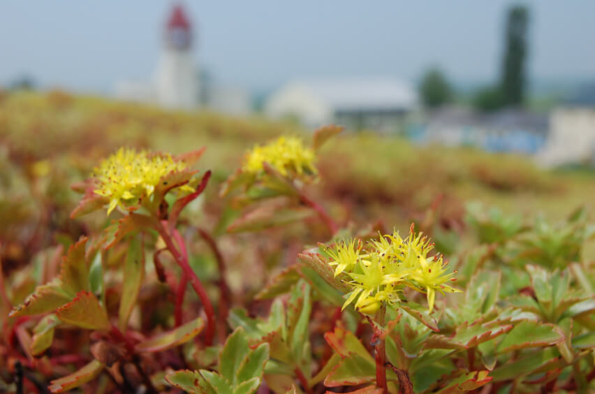 屋上の植物＜キリンソウ＞